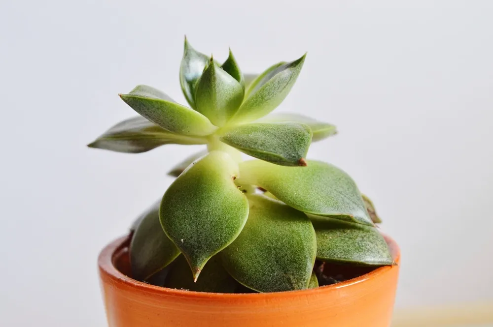 Echeveria en maceta de barro