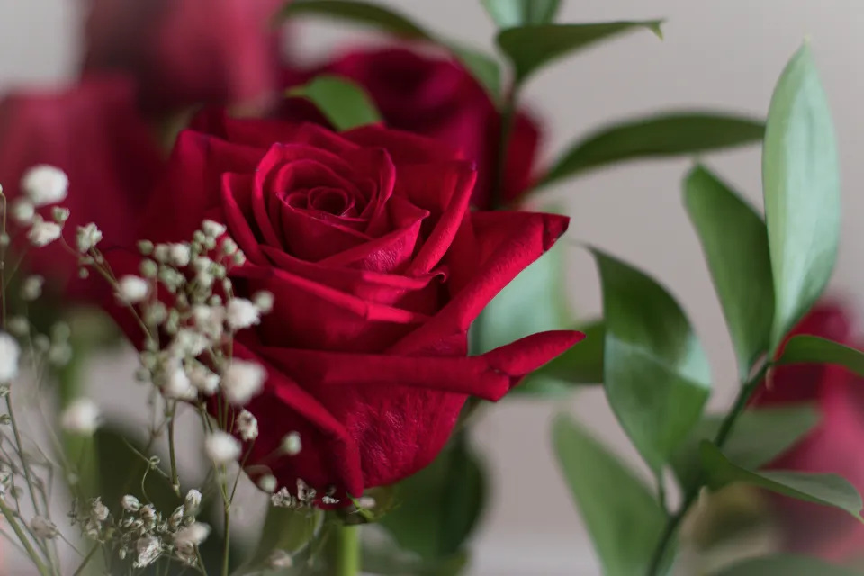 Rosas rojas con nube