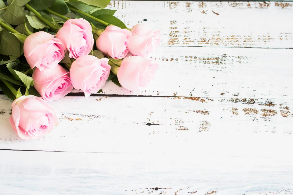 Docena de rosas rosas