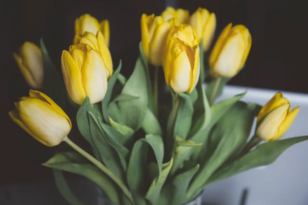 Tulipanes amarillos